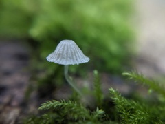 Mycena aciculata