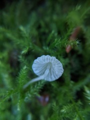 Mycena aciculata