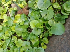 Dichondra micrantha