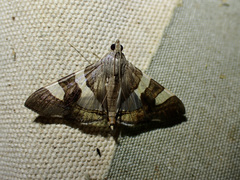 Glyphodes bitriangulalis