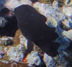 Pomacentrus brachialis