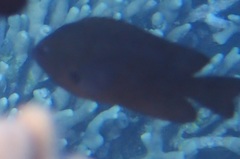 Pomacentrus brachialis