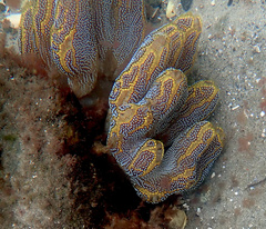 Botrylloides magnicoecus