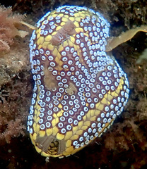 Botrylloides magnicoecus