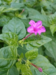 Mirabilis jalapa