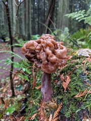 Gyromitra