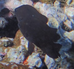 Pomacentrus brachialis