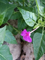 Mirabilis jalapa