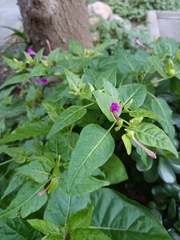 Mirabilis jalapa