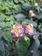Lantana camara