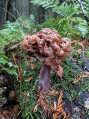 Gyromitra