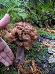 Gyromitra