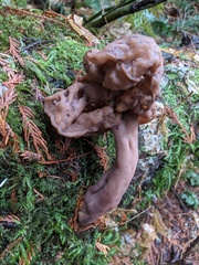 Gyromitra
