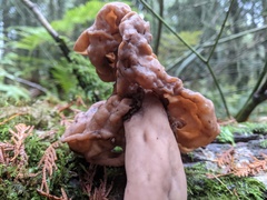 Gyromitra