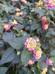 Lantana camara