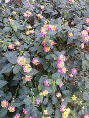Lantana camara