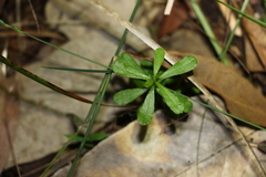 Hibbertia aspera