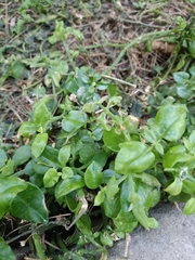 Mesembryanthemum cordifolium