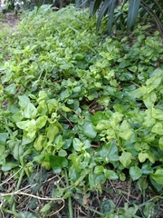 Mesembryanthemum cordifolium