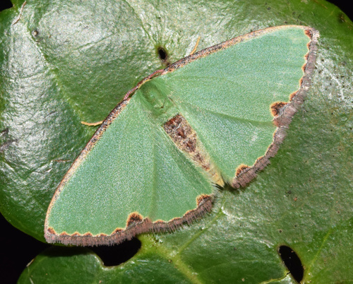 Heterorachis