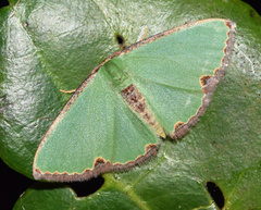 Heterorachis devocata