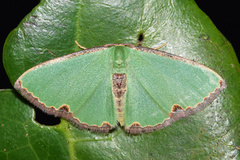 Heterorachis devocata