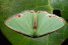 Heterorachis devocata