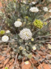 Trachymene glaucifolia