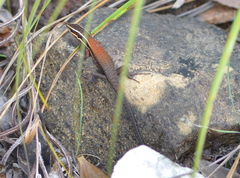 Tropidoscincus variabilis