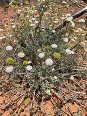 Trachymene glaucifolia