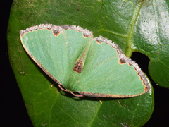 Heterorachis devocata