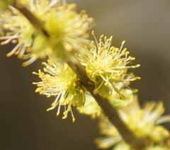Forestiera acuminata