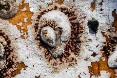 Scutellastra cochlear