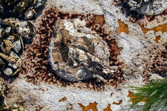 Scutellastra cochlear