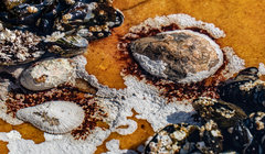 Scutellastra cochlear