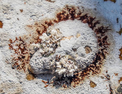 Scutellastra cochlear