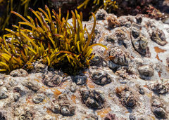 Scutellastra cochlear