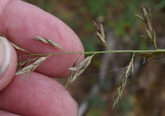 Eragrostis schultzii