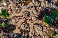 Scutellastra cochlear