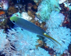 Neopomacentrus miryae