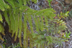 Araucaria montana