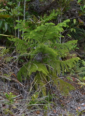Araucaria montana