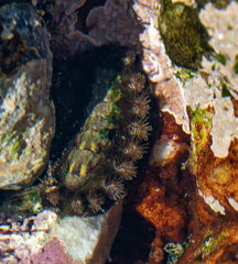 Acanthochitona