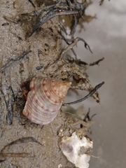 Calliostoma zizyphinum
