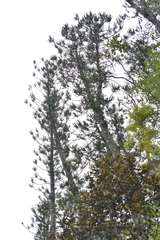 Araucaria montana