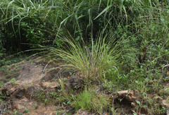Eragrostis schultzii