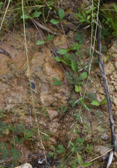 Eragrostis schultzii