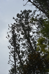 Araucaria montana