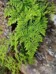 Cheilanthes pentagona