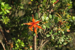 Lambertia inermis inermis